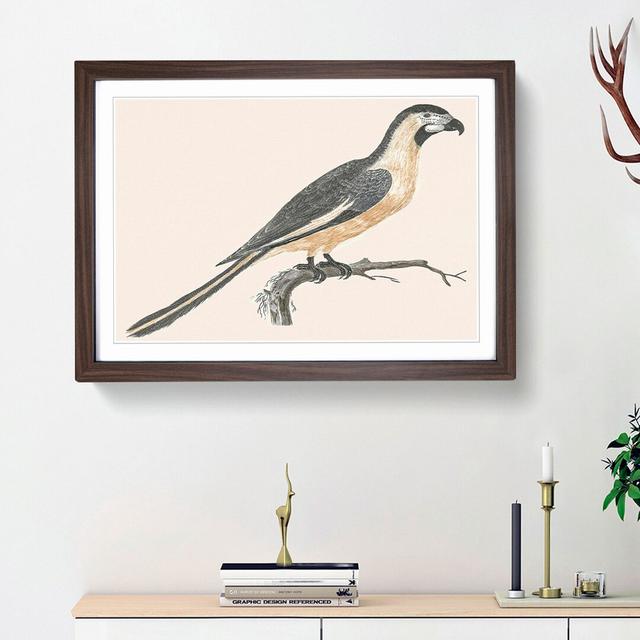 Parrot by Johan Teyler - Picture Frame Painting Print East Urban Home Frame Option: Walnut Framed, Size: 27cm H x 36cm W x 2cm D on Productcaster.