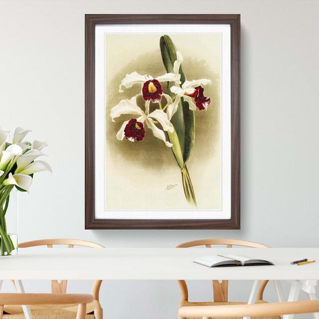 Magnolia Flowers Illustration Tab. 25 by Frederick Sander - Picture Frame Painting Print East Urban Home Frame Option: Walnut, Size: 50cm H x 35cm W x on Productcaster.