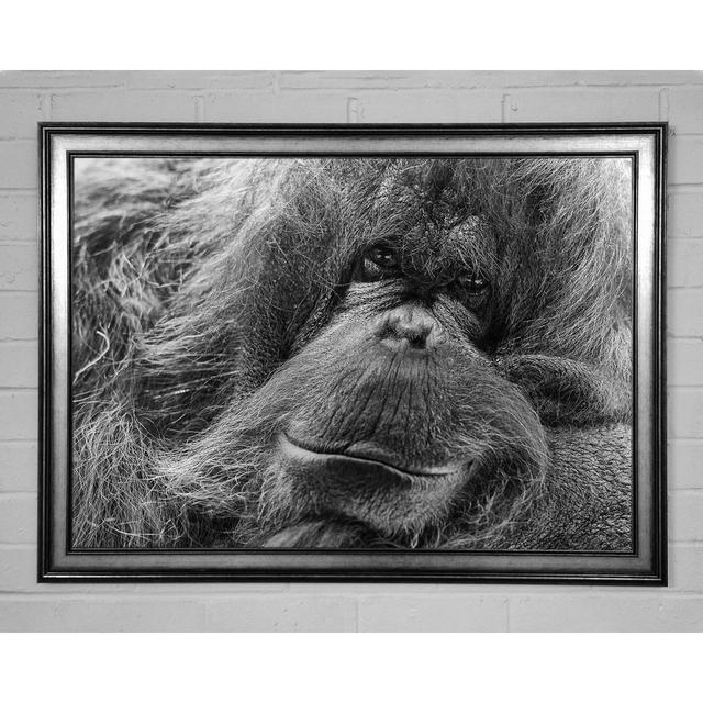 Orangutan Face Framed Print Union Rustic Size: 42cm H x 59.7cm W on Productcaster.