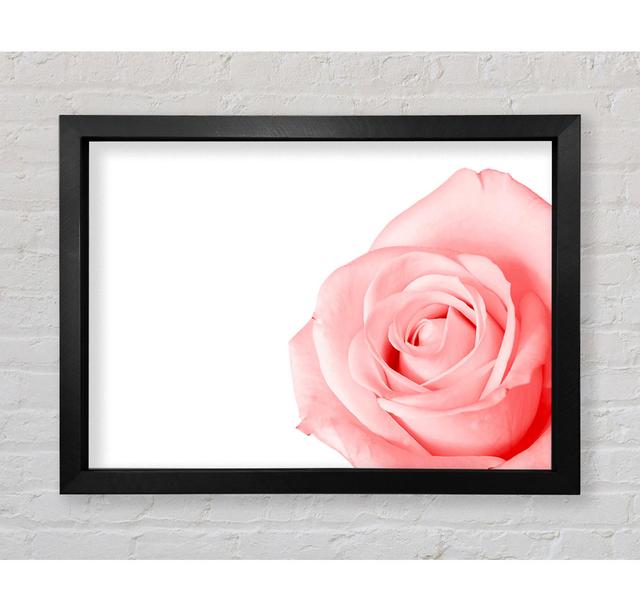 Baby Pink Rose - Single Picture Frame Art Prints Bright Star Size: 100cm H x 141.4cm W x 3.4cm D on Productcaster.