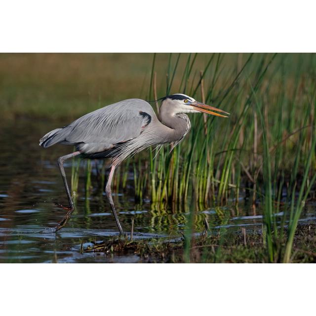 Great Heron Stalking Its Prey - Wrapped Canvas Print 17 Stories Size: 51cm H x 76cm W on Productcaster.