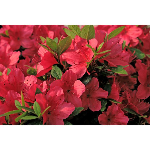 Background of Azaleas by Cybermama - Wrapped Canvas Photograph 17 Stories Size: 51cm H x 76cm W on Productcaster.