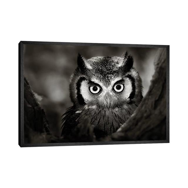 White-Faced Owl by Johan Swanepoel - Photograph Print on Canvas Union Rustic Size: 45.72cm H x 66.04cm W x 3.81cm D, Format: Black Framed on Productcaster.