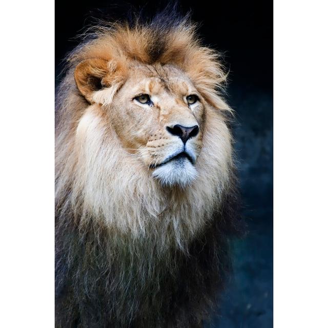 Majestic Male Lion by Perception_Photography - Wrapped Canvas Photograph Ebern Designs Size: 20.32cm x 30.48cm on Productcaster.