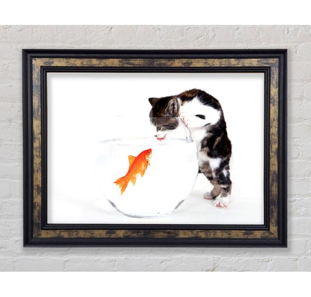 Kitten Vs Fish - Single Picture Frame Art Prints Bright Star Size: 21cm H x 42cm W x 8cm D on Productcaster.