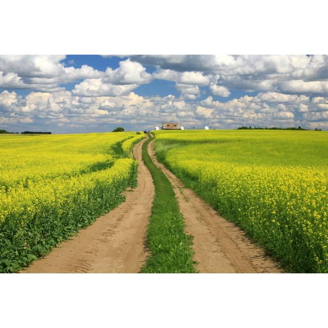 Road through canola Wall Art Production Network Size: 81cm H x 122cm W x 3.8cm D on Productcaster.