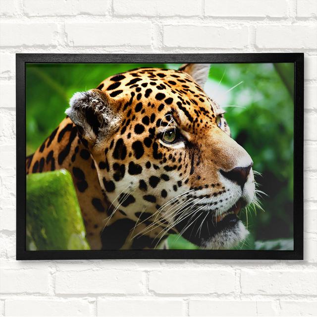 Jaguar The Big Cat Framed Print Latitude Run Size: 29.7cm H x 42cm W on Productcaster.