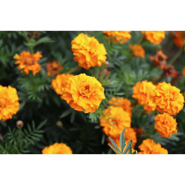 Orange Tagetes Flowers Ebern Designs Size: 51cm H x 76cm W x 3.8cm D on Productcaster.