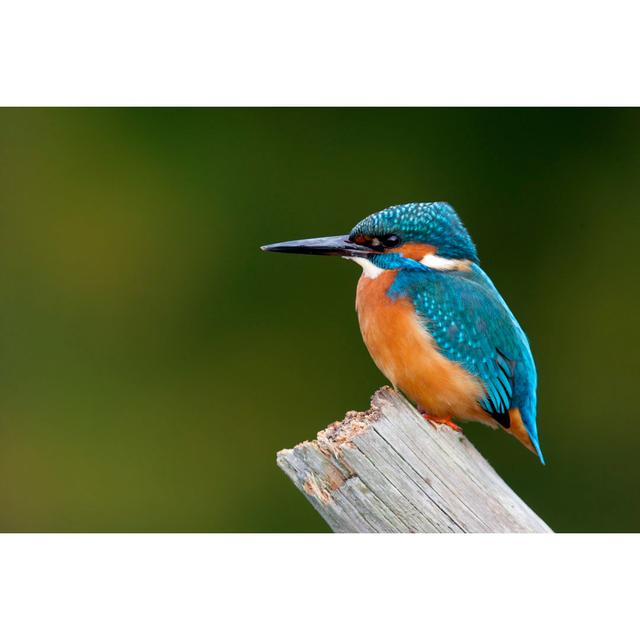 Kingfisher, Alcedo Atthis by Mikelane45 - Wrapped Canvas Photograph Latitude Run Size: 61cm H x 91cm W on Productcaster.