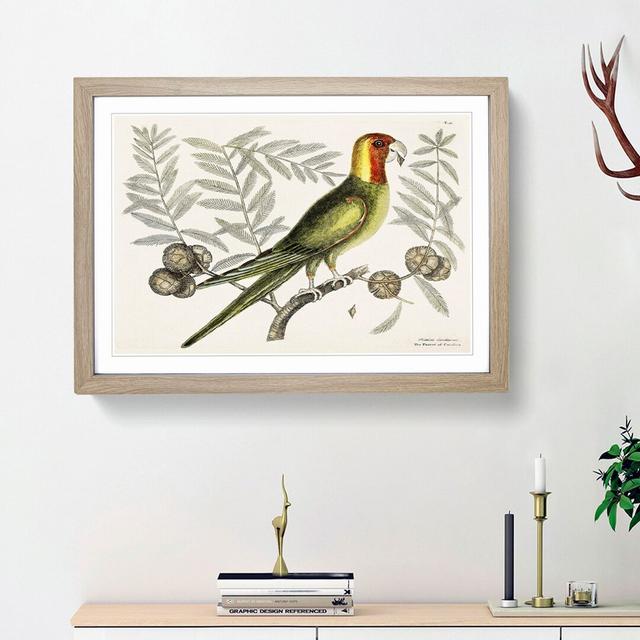 Parrot of Carolina by Mark Catesby - Picture Frame Painting Print East Urban Home Frame Option: Oak Framed, Size: 36cm H x 48cm W x 2cm D on Productcaster.