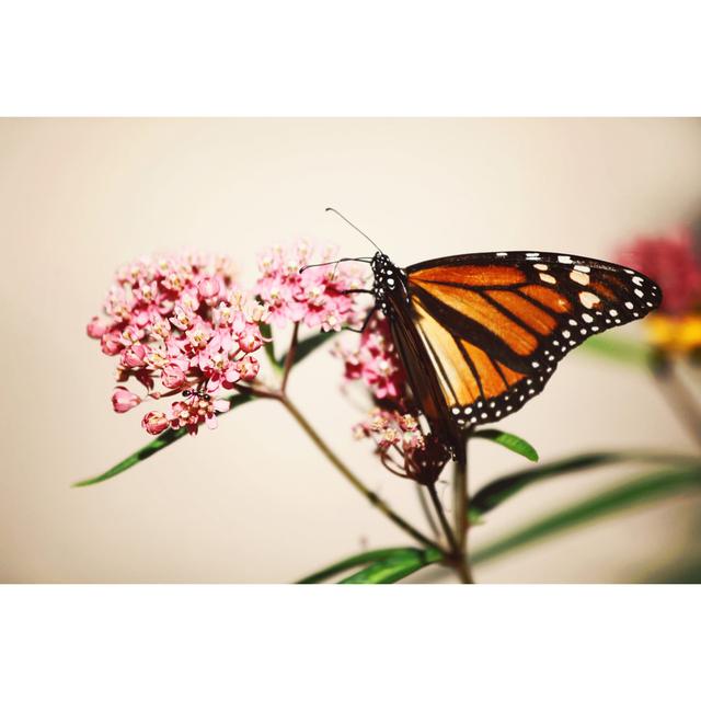 Monarch Butterfly On Milkweed - Print 17 Stories Size: 20cm H x 30cm W x 3.8cm D on Productcaster.