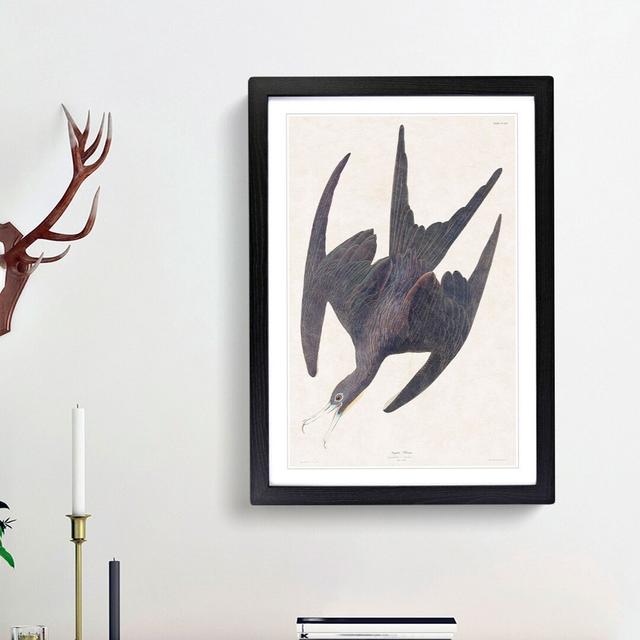 Frigate Pelican by John Audubon - Picture Frame Painting Print East Urban Home Frame Option: Black Framed, Size: 65cm H x 48cm W x 2cm D on Productcaster.