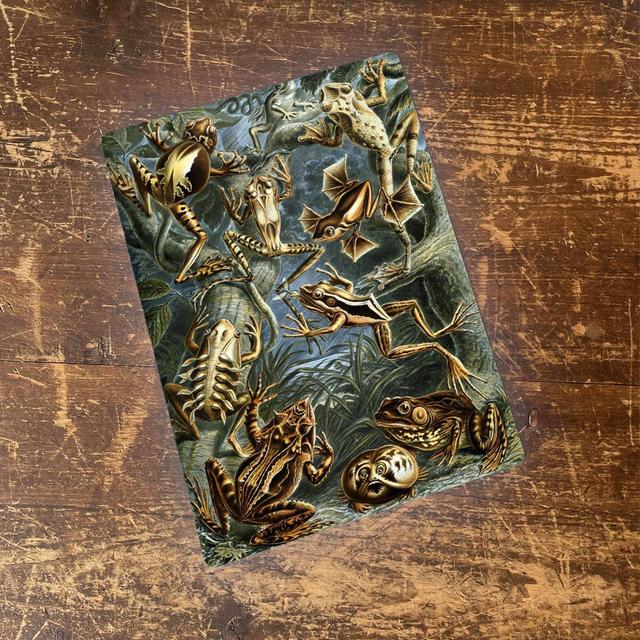 Ernst Haeckel Frogs Wall Décor East Urban Home Size: 20cm H x 15cm W on Productcaster.