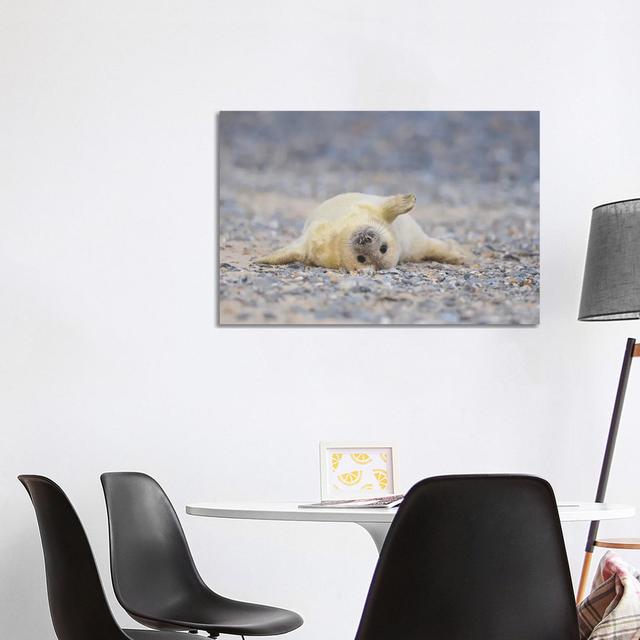 Grey Seal Pup in Supine Position by Elmar Weiss - Wrapped Canvas Photograph Alpen Home Size: 66.04cm H x 101.6cm W x 1.91cm D on Productcaster.