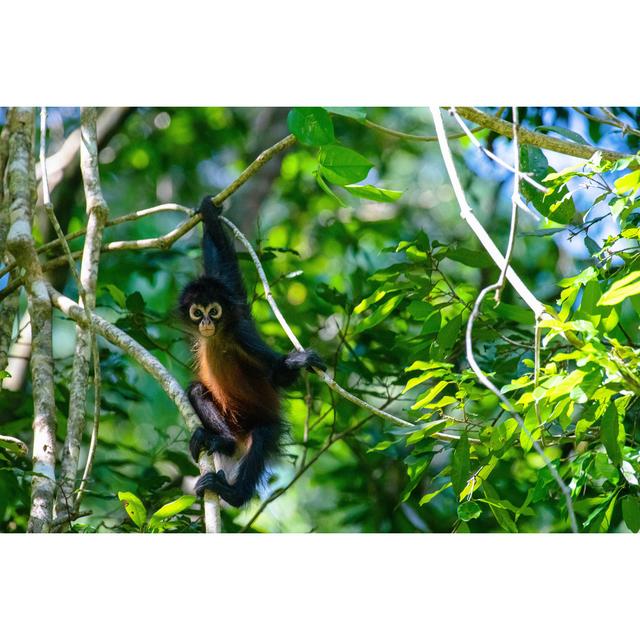 Geoffroy's Spider Monkey by Dave Hamilton - Wrapped Canvas Print 17 Stories Size: 51cm H x 76cm W on Productcaster.