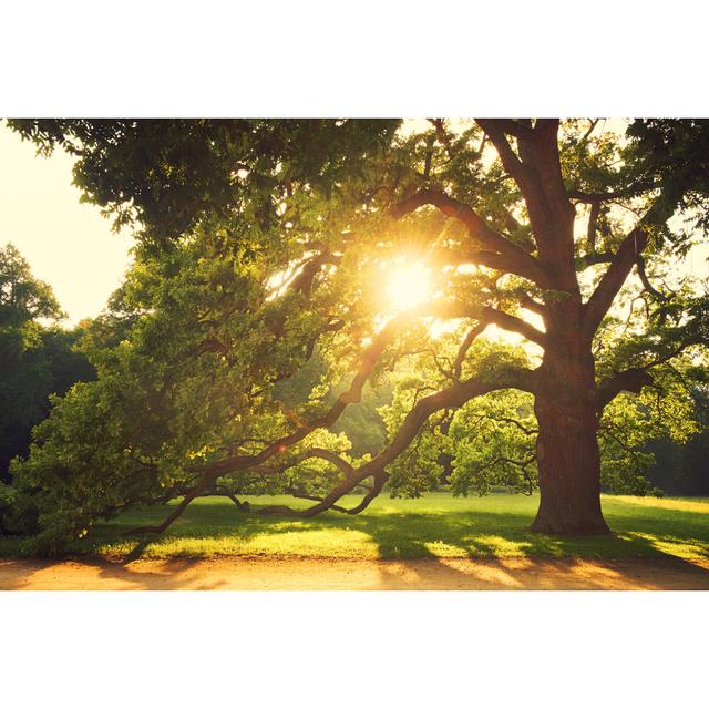 Old Big Tree in the Park by Thomas Zsebok - Wrapped Canvas Photograph Ebern Designs Size: 30cm H x 46cm W on Productcaster.