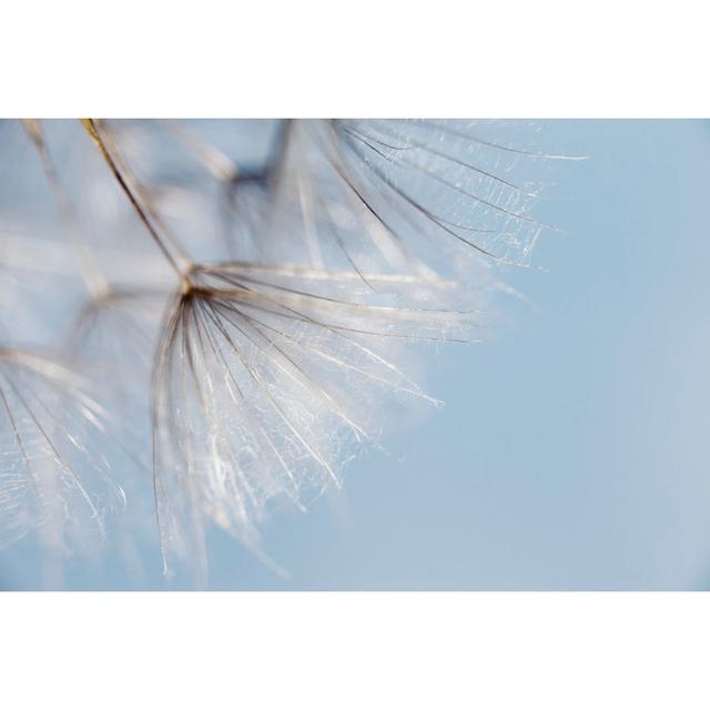 Dandelion Macro by Mashabuba - No Frame Art Prints on Canvas 17 Stories Size: 51cm H x 76cm W on Productcaster.