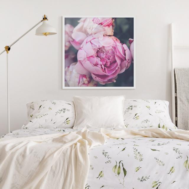 Gerahmter Fotodruck Peony Flower Shabby ClassicLiving Rahmenauswahl: Weißer Rahmen on Productcaster.