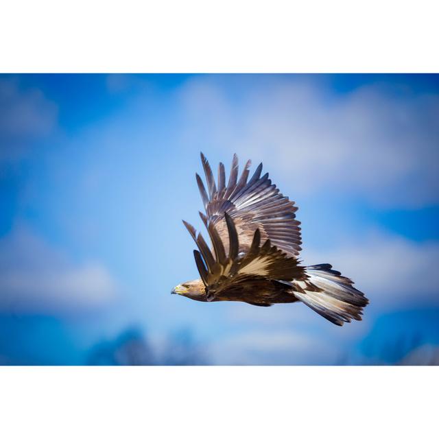 Flying Golden Eagle by Emranashraf - Wrapped Canvas Photograph Alpen Home Size: 51cm H x 76cm W on Productcaster.