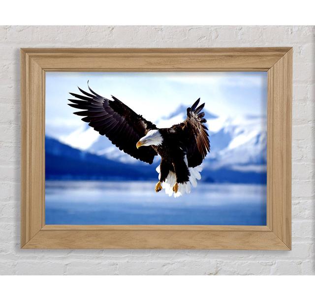 Bald Eagle In Flight Alaska Framed Print Bright Star Size: 21cm H x 42cm W on Productcaster.