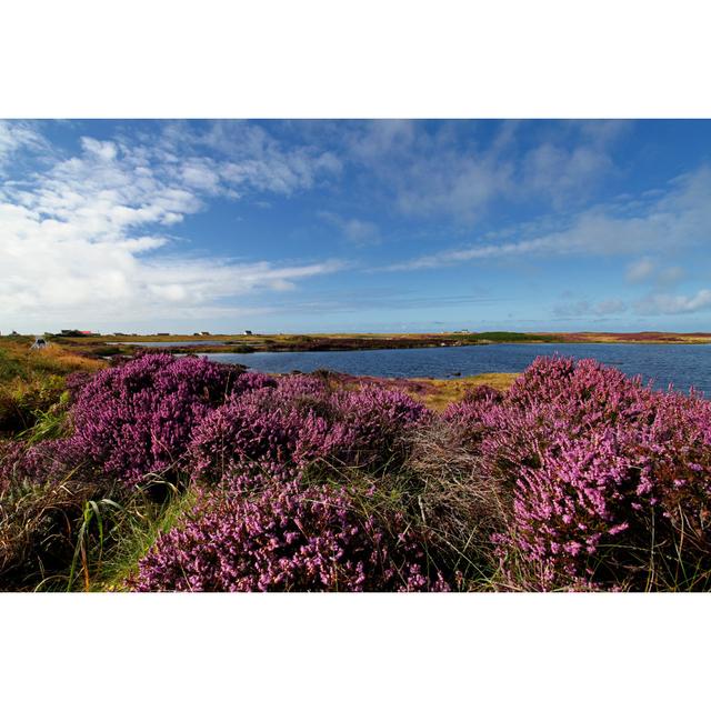 Heidekrautfeld in Benbecula, Äußere Hebriden von _ultraforma_ - Druck ohne Rahmen auf Leinwand 17 Stories Größe: 40 cm H x 60 cm B on Productcaster.