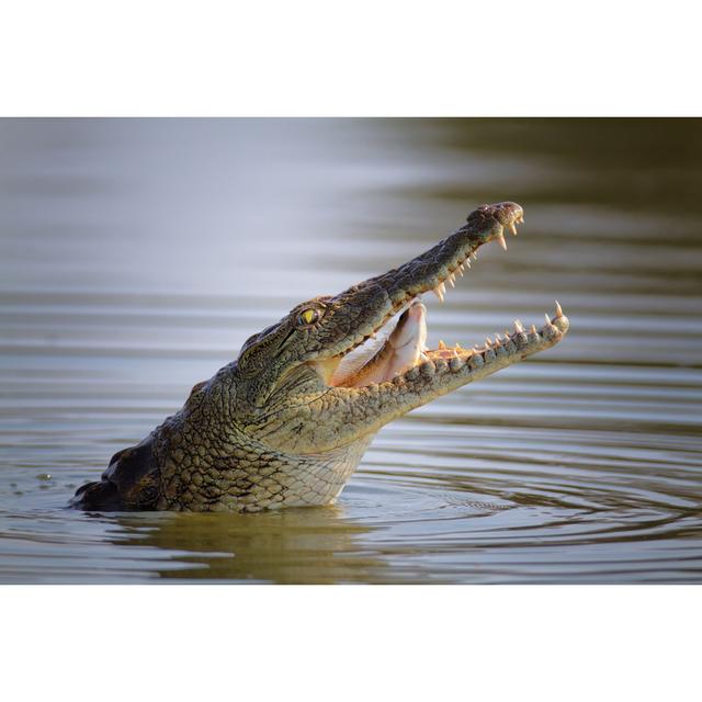 Nile Crocodile Swallowing Fish - Wrapped Canvas Photograph Ebern Designs Size: 61cm H x 91cm W x 3.8cm D on Productcaster.