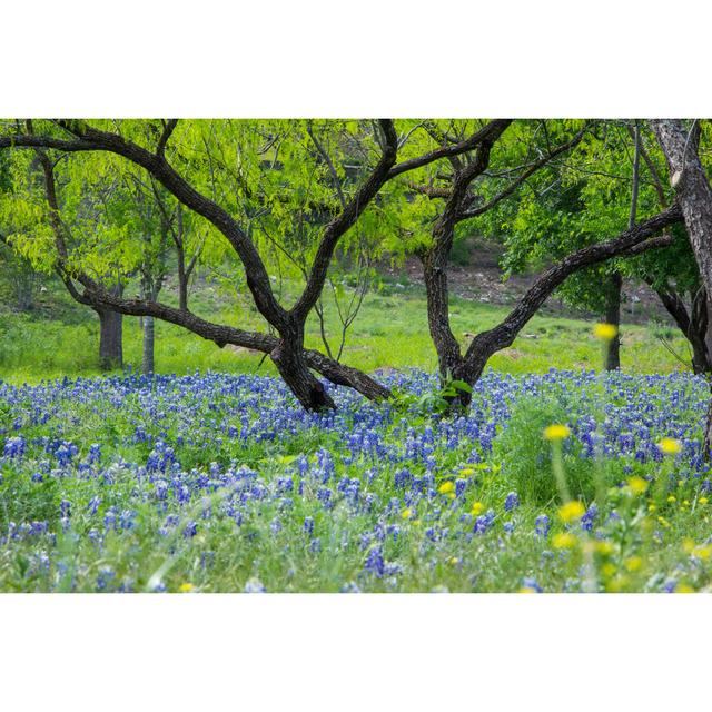 Bluebonnets Under Mesquite Tree by TriciaDaniel - Wrapped Canvas Painting Ebern Designs Size: 81cm H x 122cm W x 3.8cm D on Productcaster.