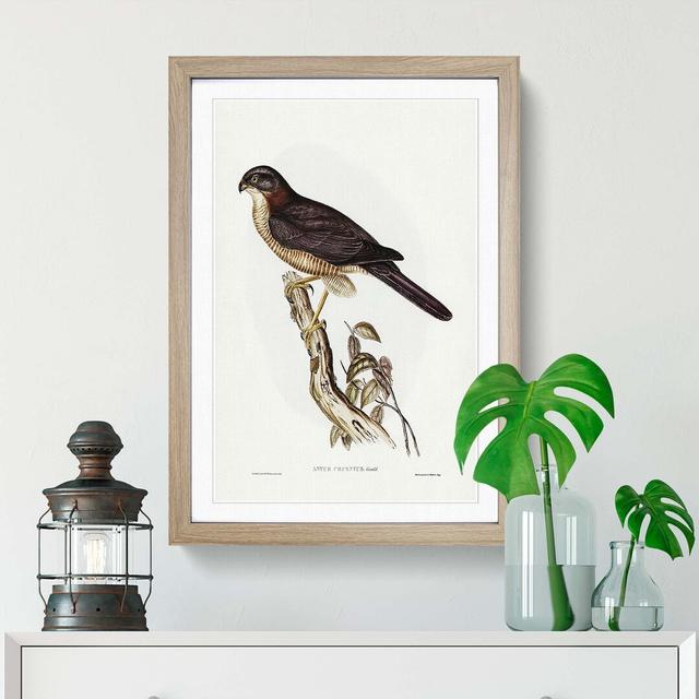 West Australian Goshawk by Elizabeth Gould - Picture Frame Painting Print East Urban Home Frame Option: Oak Framed, Size: 65cm H x 48cm W x 2cm D on Productcaster.