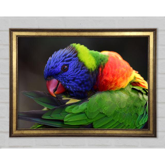 Colourful Parrot Feather Peck - Single Picture Frame Art Prints 17 Stories Size: 84.1cm H x 118.9cm W x 1.5cm D on Productcaster.