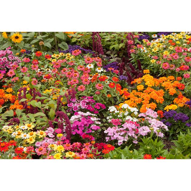 Flower Bed by Brackish_nz - Wrapped Canvas Print Ebern Designs Size: 61cm H x 91cm W x 3.8cm D on Productcaster.