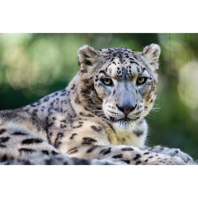 Snow Leopard by BenLin - Wrapped Canvas Print 17 Stories Size: 60cm H x 90cm W on Productcaster.