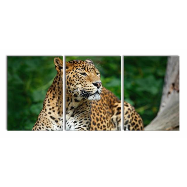 Beautiful Leopard in Nature - 3 Piece Wrapped Canvas Photograph Print Set East Urban Home Size: 180 cm H x 80 cm W x 2.4 cm D on Productcaster.