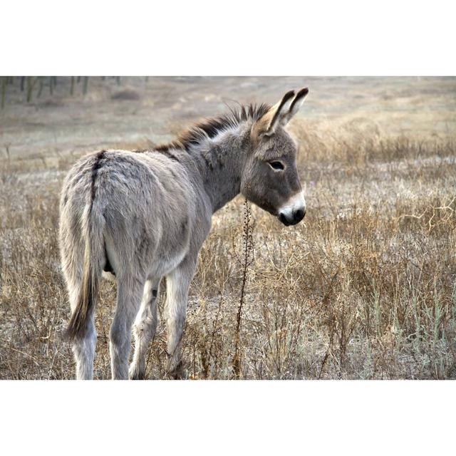 Young Donkey In Desert Alpen Home Size: 81cm H x 122cm W 3.8cm D on Productcaster.