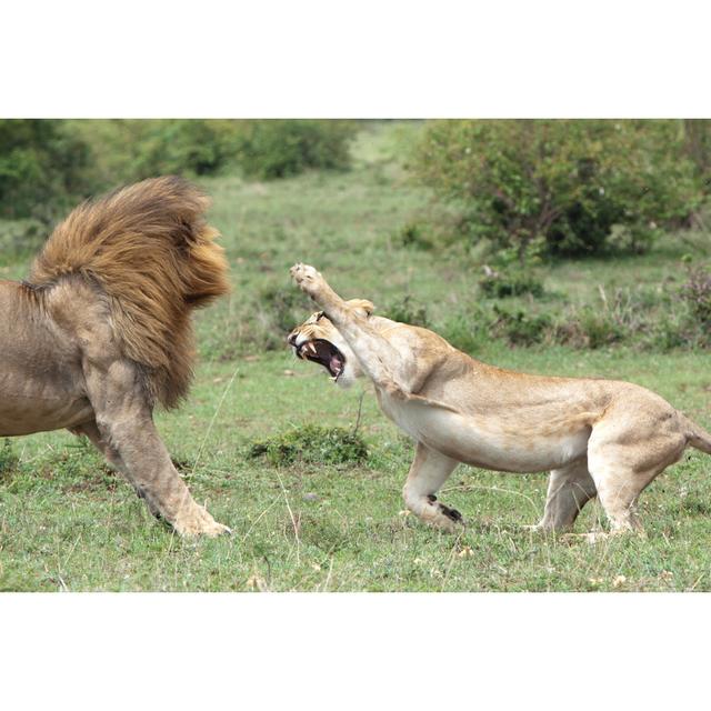 Lions Fighting by ACS15 - Wrapped Canvas Print Latitude Run Size: 61cm H x 91cm W x 3.8cm D on Productcaster.