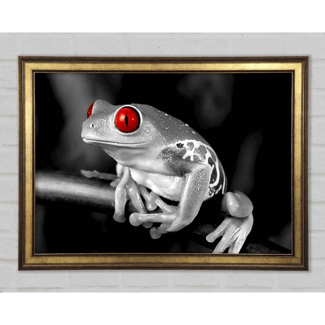 Red Eyed Frog - Single Picture Frame Art Prints Ebern Designs Size: 21.1cm H x 29.7cm W on Productcaster.