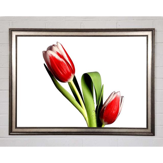 Tulip Model - Single Picture Frame Art Prints Brayden Studio Size: 42cm H x 59.7cm W x 1.5cm D on Productcaster.