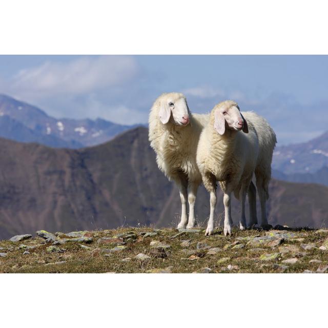 Two White Sheeps by Gegeonline - Wrapped Canvas Art Prints Brambly Cottage Size: 51cm H x 76cm W on Productcaster.