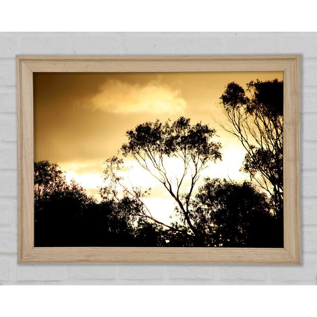 Golden Light Treetops - Single Picture Frame Art Prints Ophelia & Co. Size: 59.7cm H x 84.1cm W x 1.5cm D on Productcaster.