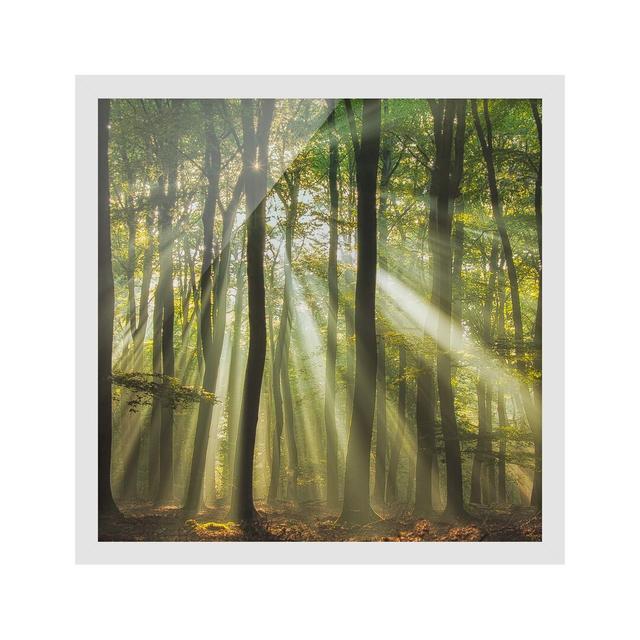 Sunny Day in the Forest - Picture Frame Photograph Union Rustic Frame Option: White Framed, Size: 30cm H x 30cm W x 2cm D on Productcaster.