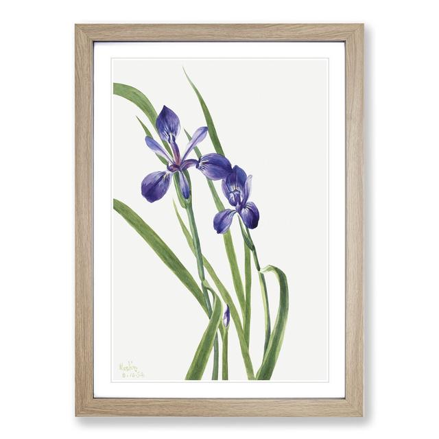 Iris by Mary Vaux Walcott - Picture Frame Painting East Urban Home Size: 48cm H x 36cm W x 2cm D, Frame Option: Oak on Productcaster.