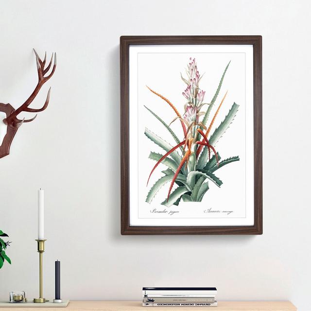 Bromelia Flowers by Pierre-Joseph Redoute - Picture Frame Painting Print East Urban Home Frame Option: Walnut Framed, Size: 36cm H x 27cm W x 2cm D on Productcaster.