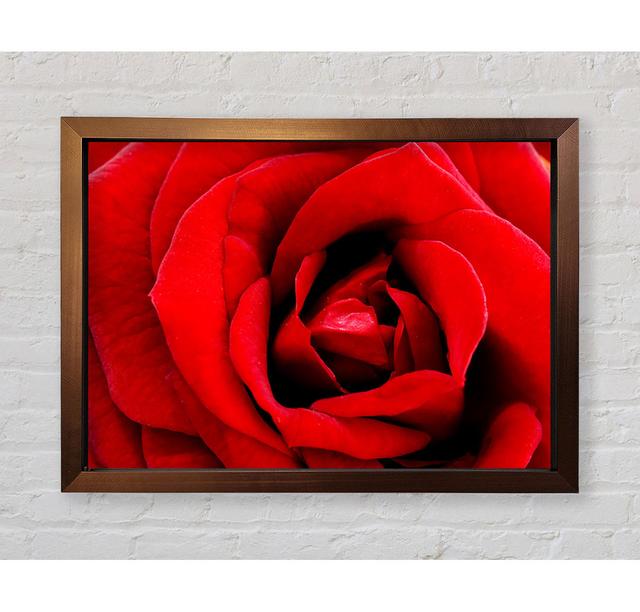 Red Rose Velvet Petals - Single Picture Frame Art Prints Bright Star Size: 59.7cm H x 84.1cm W x 3.4cm D on Productcaster.