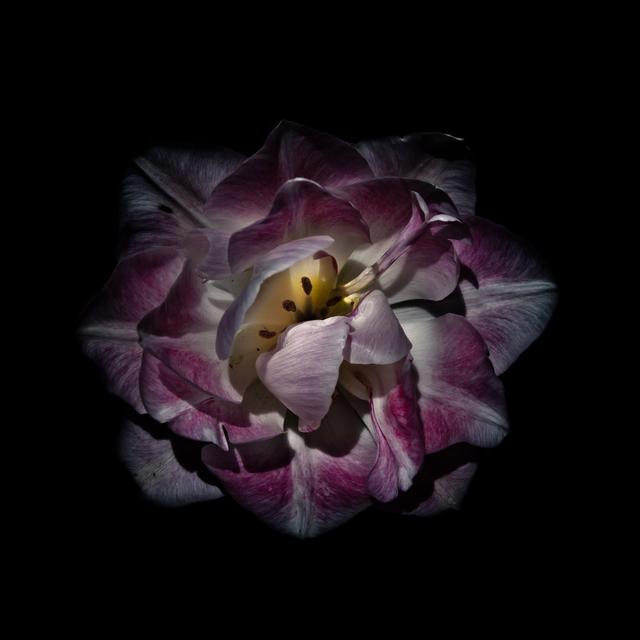 Purple And White Peony by Brian Carson - Wrapped Canvas Print Latitude Run Size: 76cm H x 76cm W on Productcaster.