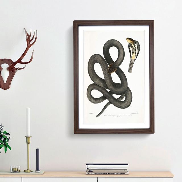 Black Cobra Capella Snake by John Edward Gray - Picture Frame Art Print East Urban Home Frame Option: Walnut Framed, Size: 48cm H x 36cm W x 2cm D on Productcaster.