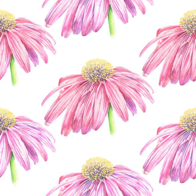 Echinacea Flower Seamless Pattern von Andrea_Hill - Kunstdrucke auf Leinwand ohne Rahmen Sansibar Home Größe: 60 cm H x 60 cm B on Productcaster.