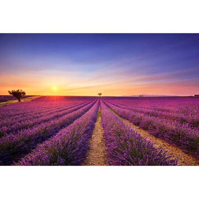 Brackin Lavender on Sunset by Stevanzz - Wrapped Canvas Art Prints 17 Stories Size: 20cm H x 30cm W x 3.8cm D on Productcaster.