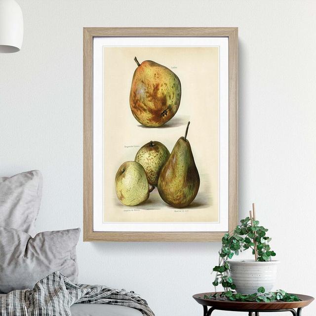 Vintage Illustration of Pears - Picture Frame Painting Print East Urban Home Frame Option: Oak, Size: 50cm H x 35cm W x 2cm D on Productcaster.