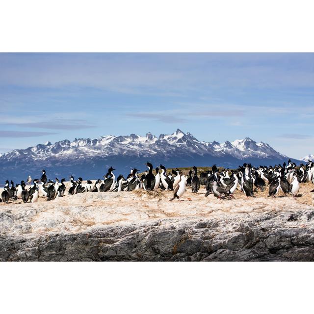 Elco Cormorants On Island by Angelo D'Amico - Wrapped Canvas Photograph Latitude Run Size: 61cm H x 91cm W x 3.8cm D on Productcaster.