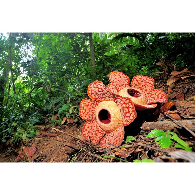 Rafflesia Ebern Designs Size: 20cm H x 30cm W x 3.8cm D on Productcaster.