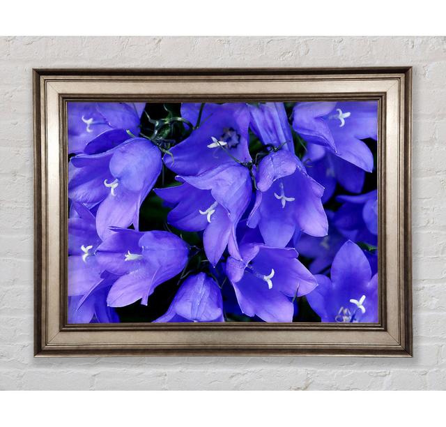 Purple Bluebells Framed Print Bright Star Size: 21cm H x 42cm W on Productcaster.